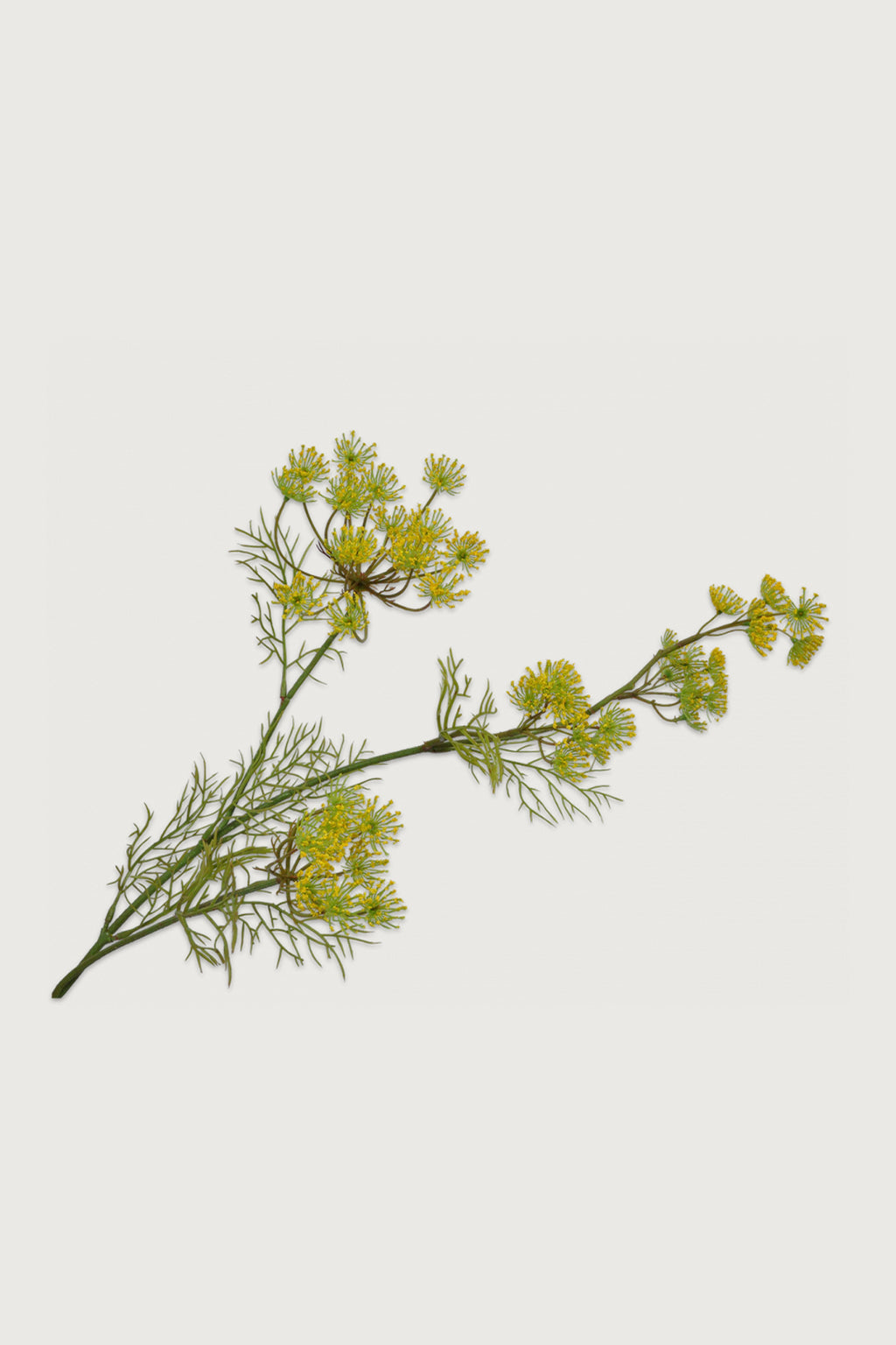 Queen Yellow 84 cm