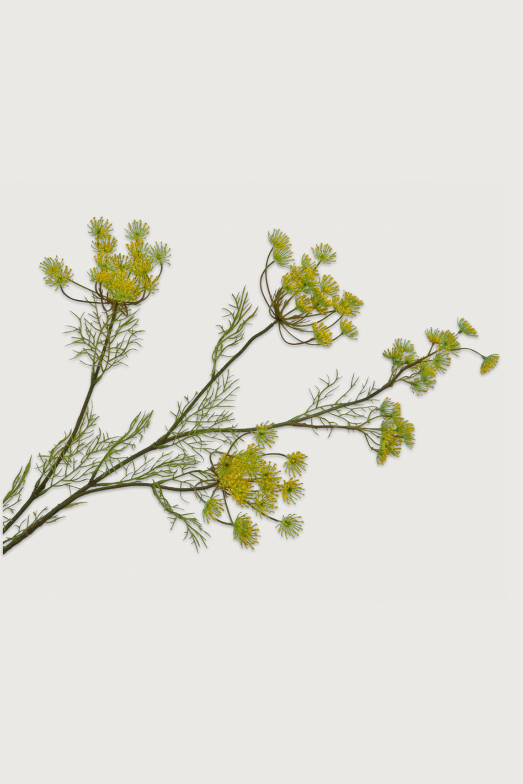 Queen Yellow 120 cm