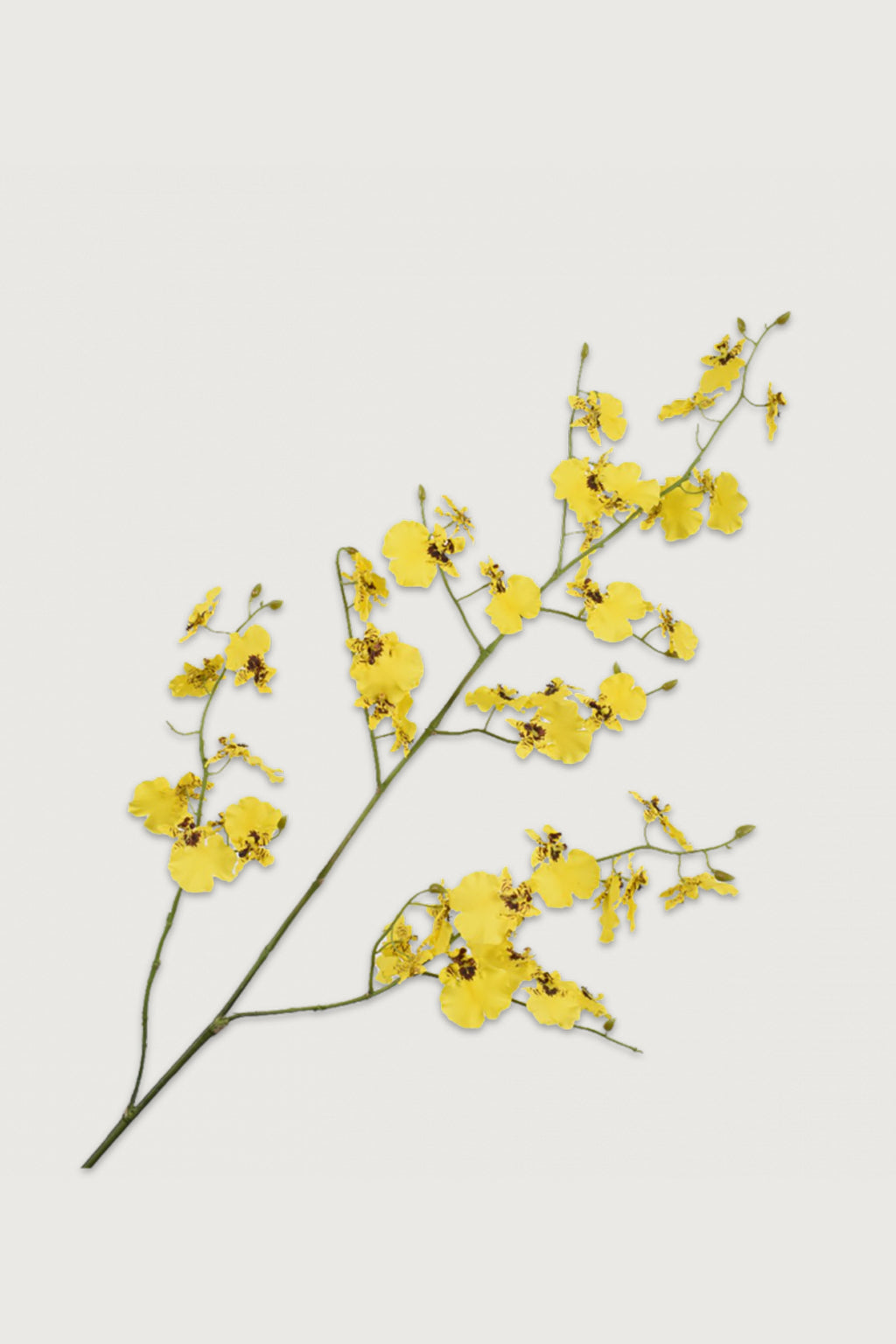 Oncidium Yellow Tiger Orchid - 140cm
